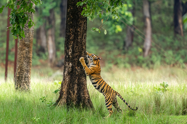 Kanha Tiger
